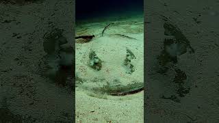 ray flies away maldives stingray rasdhoo kuramathi diving [upl. by Wing]