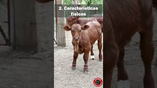 5 datos sorprendentes sobre el ganado beefmaster 🐂 ganado beefmaster rancho campo finca [upl. by Lamdin]