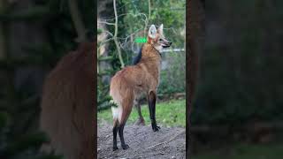 Is the Maned Wolf as RARE as You Think [upl. by Bible]