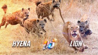 Hyena VS Lion [upl. by Kissner547]