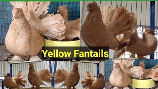 Yellow Fantail Pigeons Breeding Pairs [upl. by Enovad]