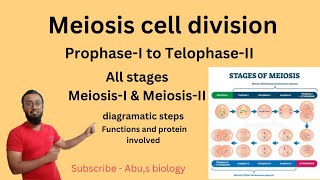 Meiosis  cell division Meiosis I and II stages of meiosis meiosis [upl. by Leehar]