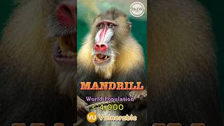 🐵Mandrill facts distribution amp population  BioDB biodb facts reels trending monkey primates [upl. by Semaj]