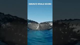 OMURAS WHALE — WHALES WITH NO PREDATORS [upl. by Georas]