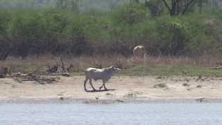 Last footage of crocodiles before the wet season [upl. by Krissy]