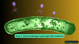 Bacteriophage Life Cycle Animation [upl. by Amos829]