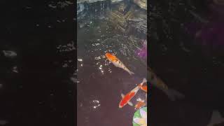 Koi Fish Playing [upl. by Eanar]