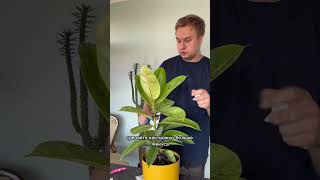 😱 фикус ficus plants растения комнатныерастения [upl. by Ennaylime15]