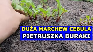 Chcesz mieć Dużą Marchew Pietruszkę Cebulę Buraki  Wykonaj Kluczowy Zabieg Przerzedzanie Warzyw [upl. by Ceporah358]