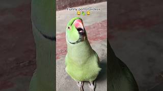 Mummy ek glass pani de do funny 😂🦜shorts funny funnyparrot funnyvideo funnypets funnyanimals 😂 [upl. by Wyck]