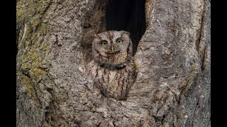 Eastern Screech Owl Calling [upl. by Gilman]