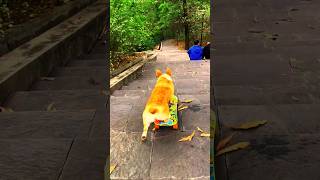 My dog running full speed🥰funny sorts viralvideo video dog cute pets faint aww chihuahua [upl. by Ydissak917]