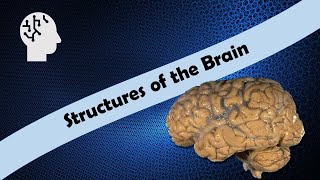 Structures of the Brain [upl. by Thurber]