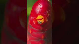 Pollination of Indian Head ginger Costus spicatus pollination bee nature [upl. by Fania]