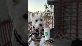 Cute pup STEALS a taste of humans hot drink ❤️🐶 [upl. by Timothee30]