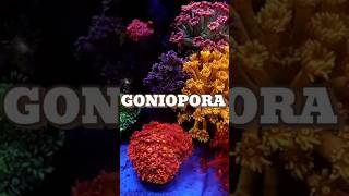 GONIOPORA FLOWERPOTDAISY CORALS trending shorts youtubeshorts ytshorts goniopora aquavibez [upl. by Aneetak644]