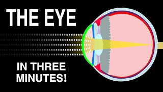 EYE ANATOMY IN 3 MINUTES [upl. by Aicinet172]