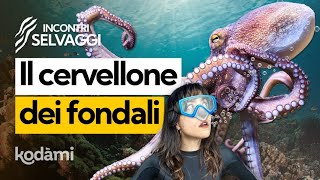 Ha 3 cuori e 9 “cervelli” chi è il polpo il genio del mare [upl. by Eellac]