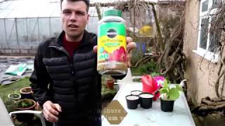 How to care for Cypripedium Orchids by Dino Zelenika Ministry of Botany [upl. by Nove]