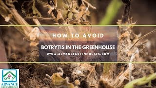 How to Avoid Botrytis in the Greenhouse [upl. by Ahl]