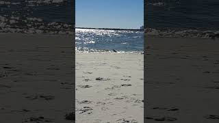 Sandpipers Enjoying the Surf [upl. by Hammel]