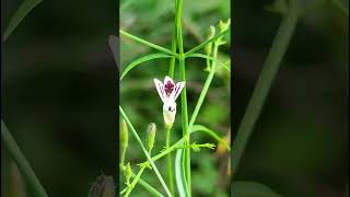 Andrographis paniculata Acanthaceae family nature forestflower trending natureforest garden [upl. by Eiroc]