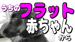 フラットコーテッドレトリバー「サヤ物語」多頭飼い ラブラドールレトリバー フラットコーテッドレトリバー フレンチブルドッグ トイプードル [upl. by Saloma]