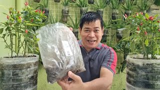 DUMI NG BULATEVERMICAST BEST NATURAL amp ORGANIC FERTILIZER [upl. by Llennol]