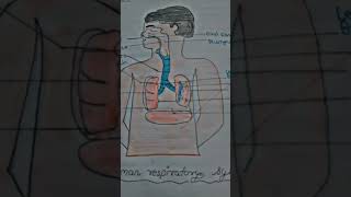 Human respiratory system 👩‍⚕👨‍⚕ art shorts  DAY  1 [upl. by Yeknarf]