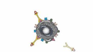 Monoclonal Antibodies Which Carry Radiotherapy or Cancer Drugs  Cancer Research UK [upl. by Quiteris903]