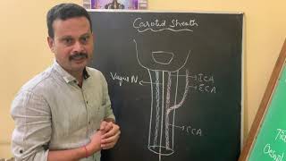 CAROTID SHEATH [upl. by Zzabahs]