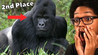 The Primates Tier List Reaction [upl. by Anim]