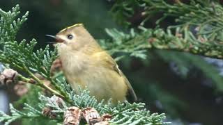 Singing Goldcrest in Fir Tree at Wentworth Gardens [upl. by Rafaelita]