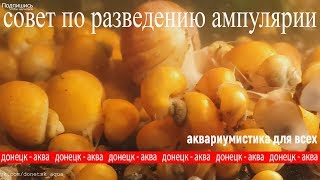 ампулярия улитка Pomacea bridgesii ВСЕ ЧТО НУЖНО ЗНАТЬ ПРО УЛИТОК [upl. by Anrahc]