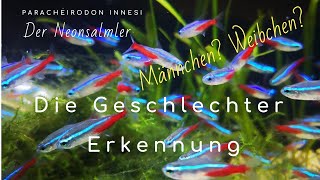 Neonsalmler Geschlechter einfach erkennen paracheirodon innesi Tetra Aquarium [upl. by Au]