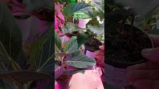 новинки фикус ficus cissus циссус gardenbalkon plants саднабалконе nature 23102024 [upl. by Esenej666]