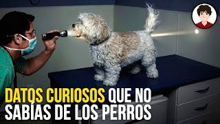 10 Datos Curiosos Que Desconocías Sobre Los Perros [upl. by Llener]