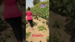 Farm life in Zambia Africa 🇿🇲 farmlife farmer farming zambia africa shorts [upl. by Ennaesor]