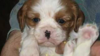 Cavalier King Charles Élevage Charliking [upl. by Carleen]