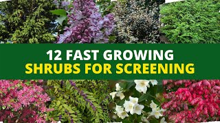 Privacy Hedges 12 Fast Growing Shrubs for Screening 🌿🌲 [upl. by Webster]