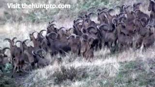 California FreeRanging Aoudad Sheep [upl. by Eseret]