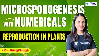 Microsporogenesis with Numericals  Reproduction in Plants  NEET Biology  Dr Gargi Singh [upl. by Naimed]