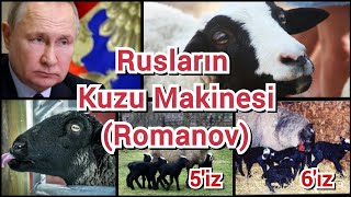 Bol kuzulu koyun ırkı  koyunvideoları koyun romanov sheep [upl. by Marron]