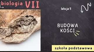 Biologia 7 Lekcja 5  Budowa kości [upl. by Duthie]