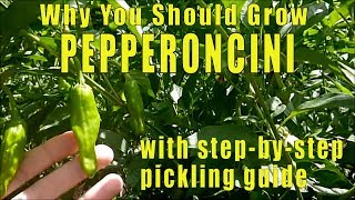 Why You Should Grow Pepperoncini Peppers [upl. by Rennug623]