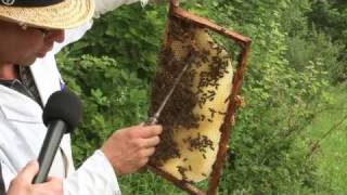 Bee in contact Videopodcast  Sonderfall Bienenvolk mit Nachschaffungszelle [upl. by Sollars]