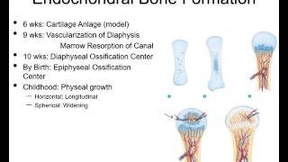 Fracture healing and repair pt 1  basic science [upl. by Anihs680]