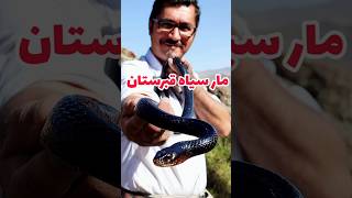 مار سیاه قبرستان snake shorts hiking dolichophis herping nature wildlife animals vipers [upl. by Atinna]