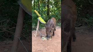 Creative boar Trap  Minute Experiment boar TrapMake From Two knives animals shorts wildanimal [upl. by Antonietta]