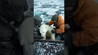 🐻‍❄️ Tiny Polar Bears Heartwarming Rescue 😍 PolarBearRescue WildlifeConservation ArcticAnimals [upl. by Maxim]